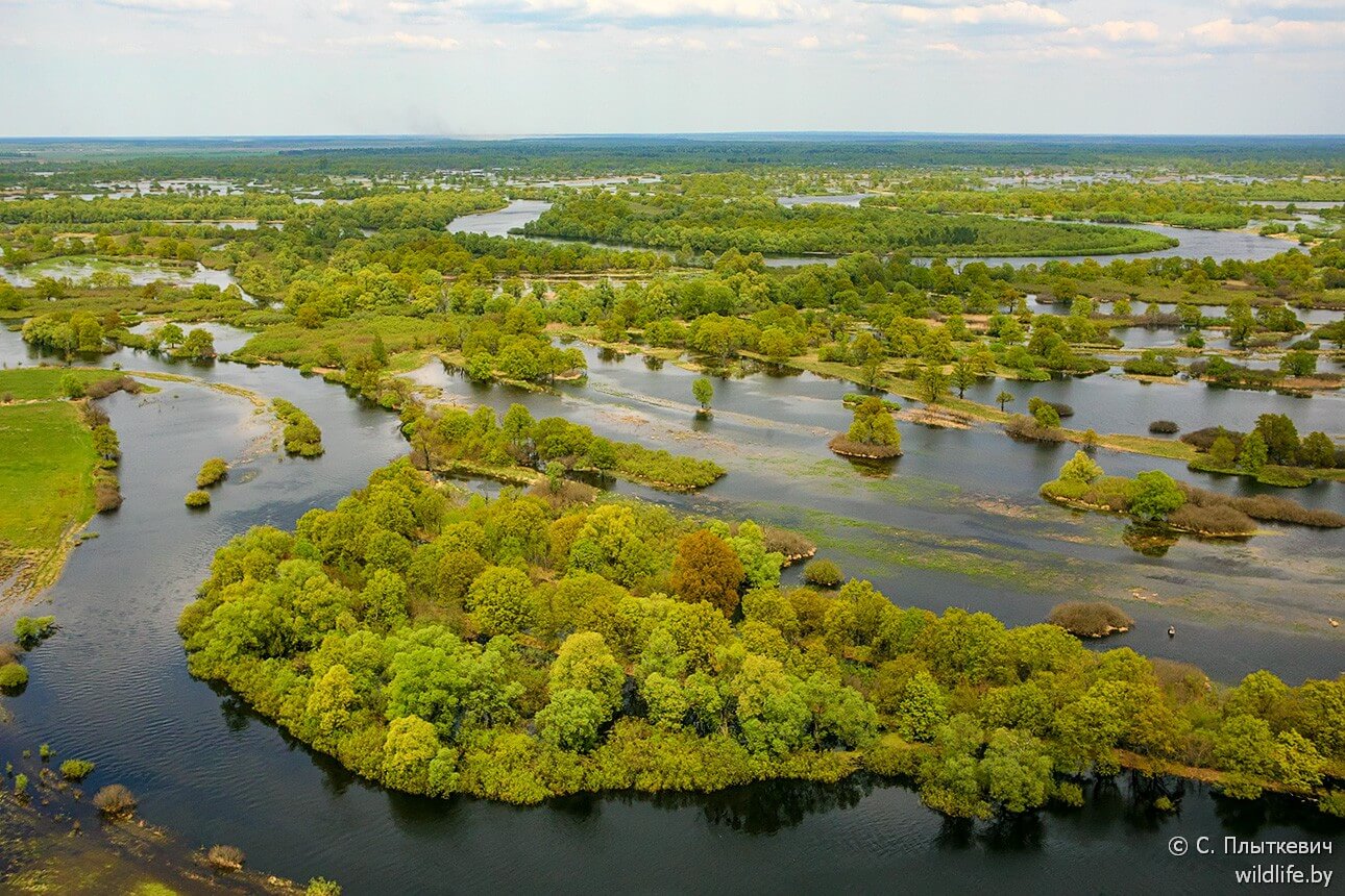 Река припять в беларуси