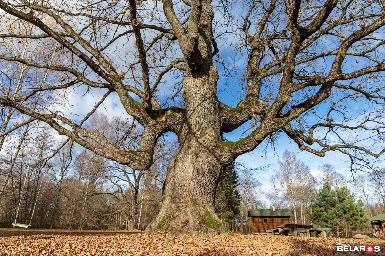Самый большой дуб в мире15