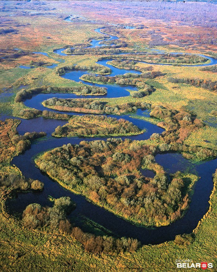 родное болото